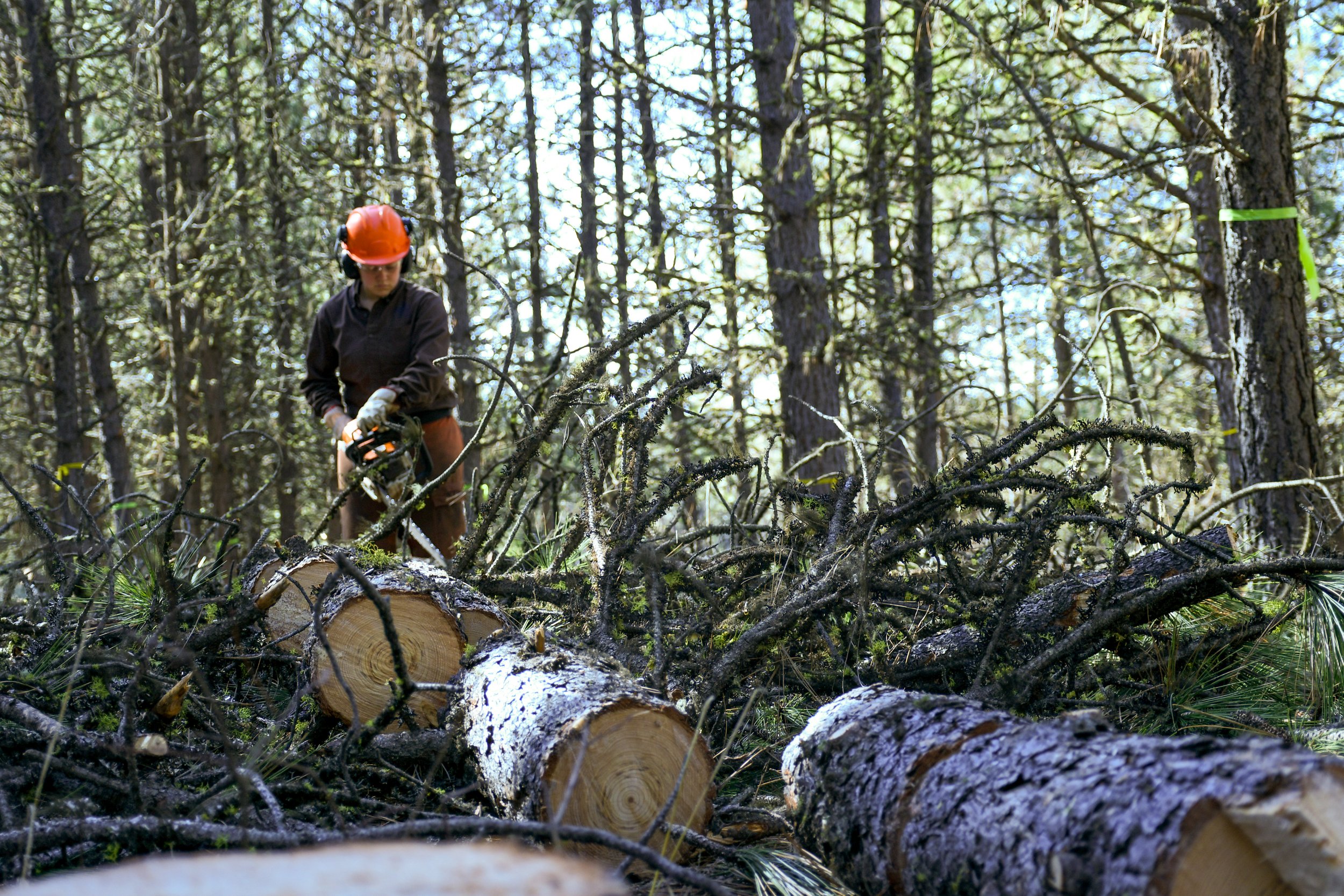 Young woman with a chainsaw cutting a log