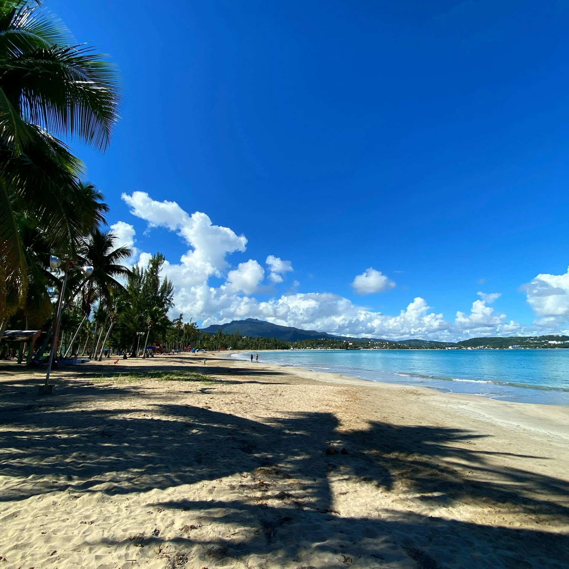 Palm trees lining the sandy beach at Luquillo
