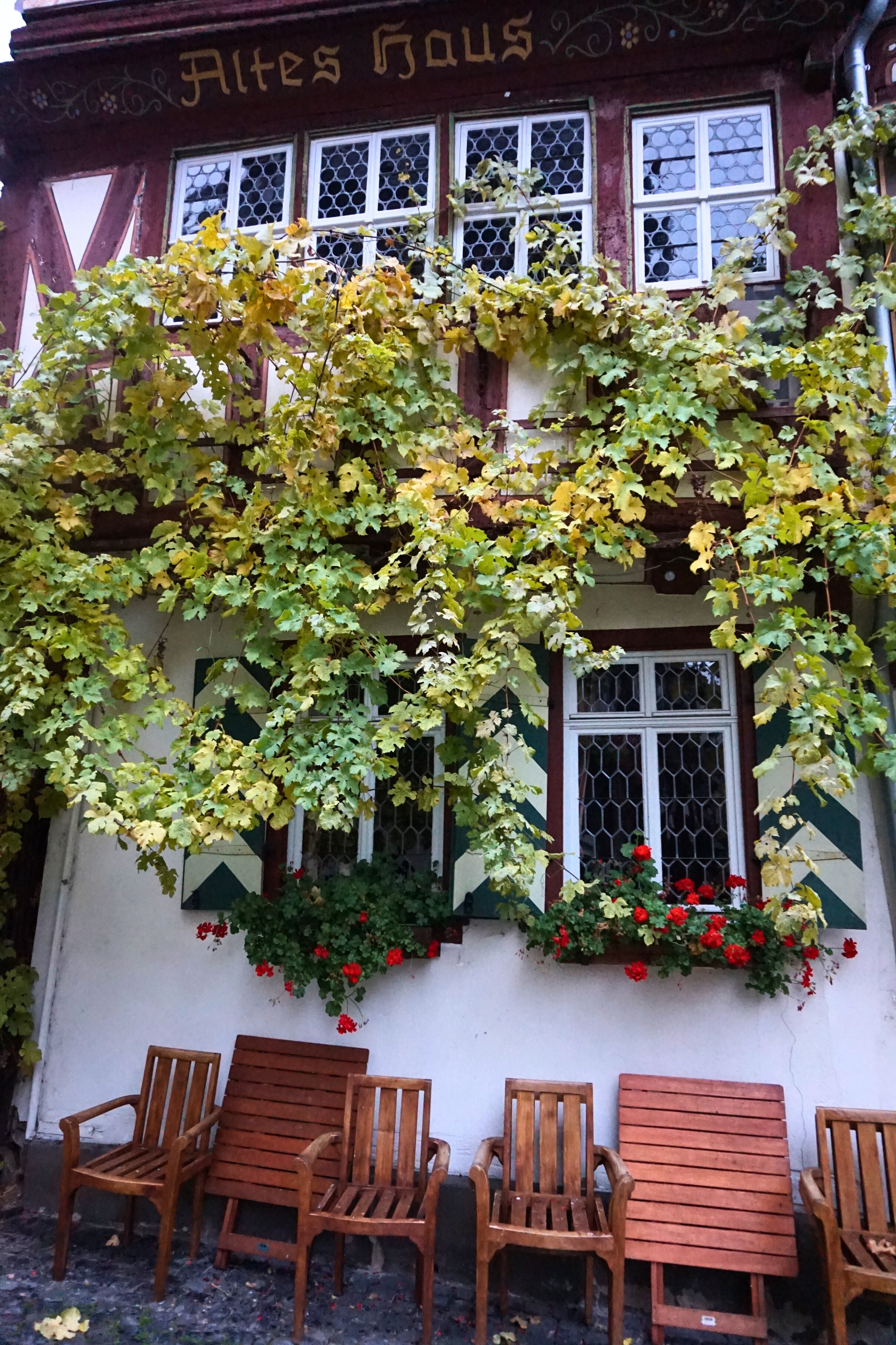 historic building in Bacharach with ivy cascading down the front