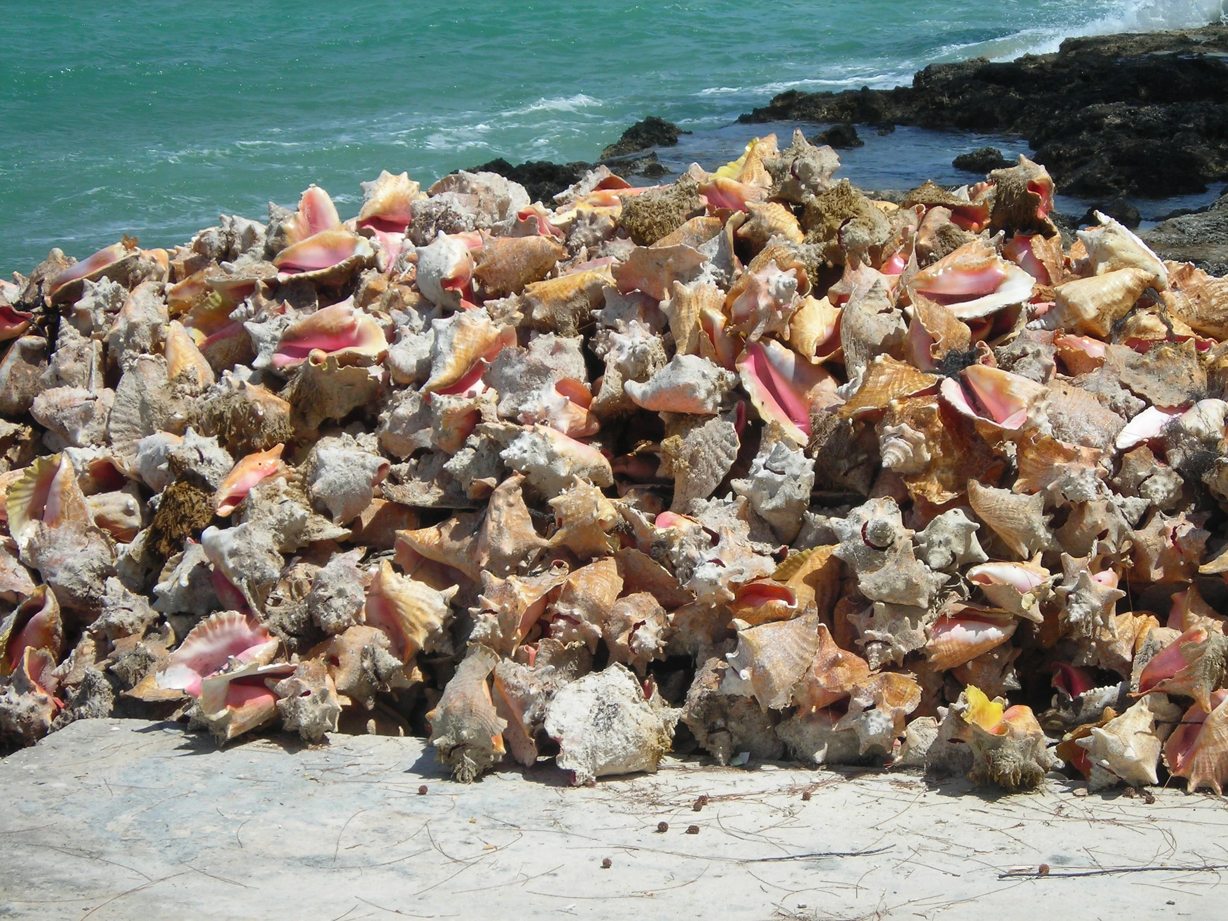 Large pile of conch shells at Fossil Beach
