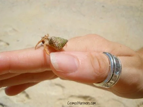 tiny-crab-watermark.jpg