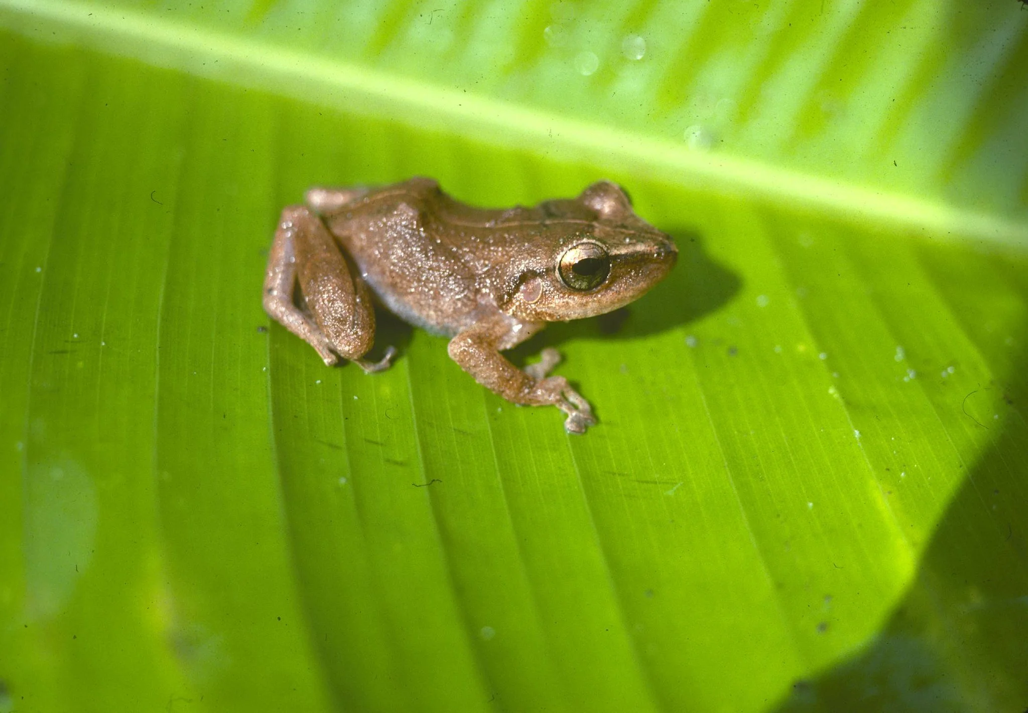 first-time-visitors-guide-puerto-rico-coqui.jpg