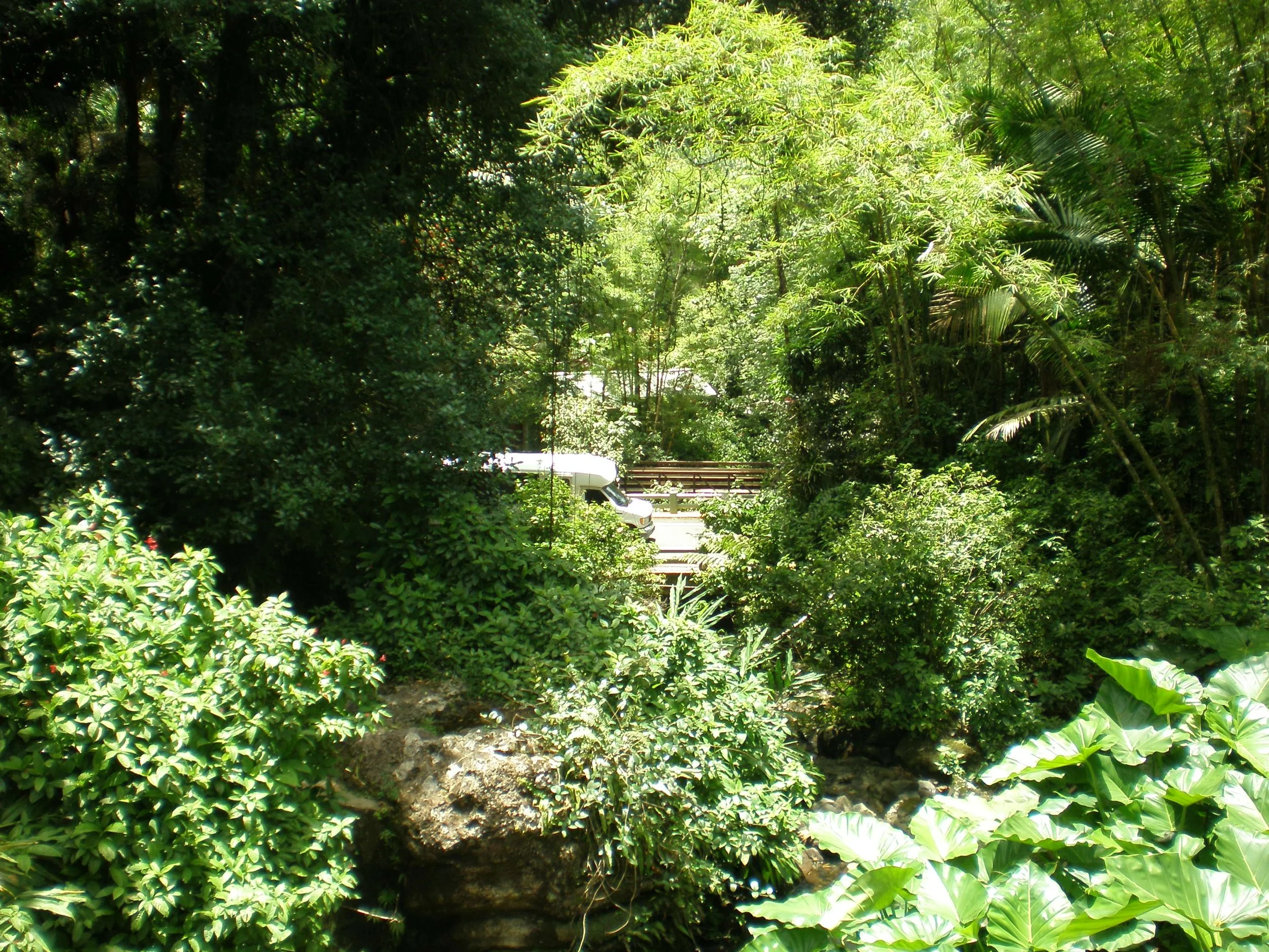 Passenger van for a guided tour of the forest is parked on the side of the road among greenery