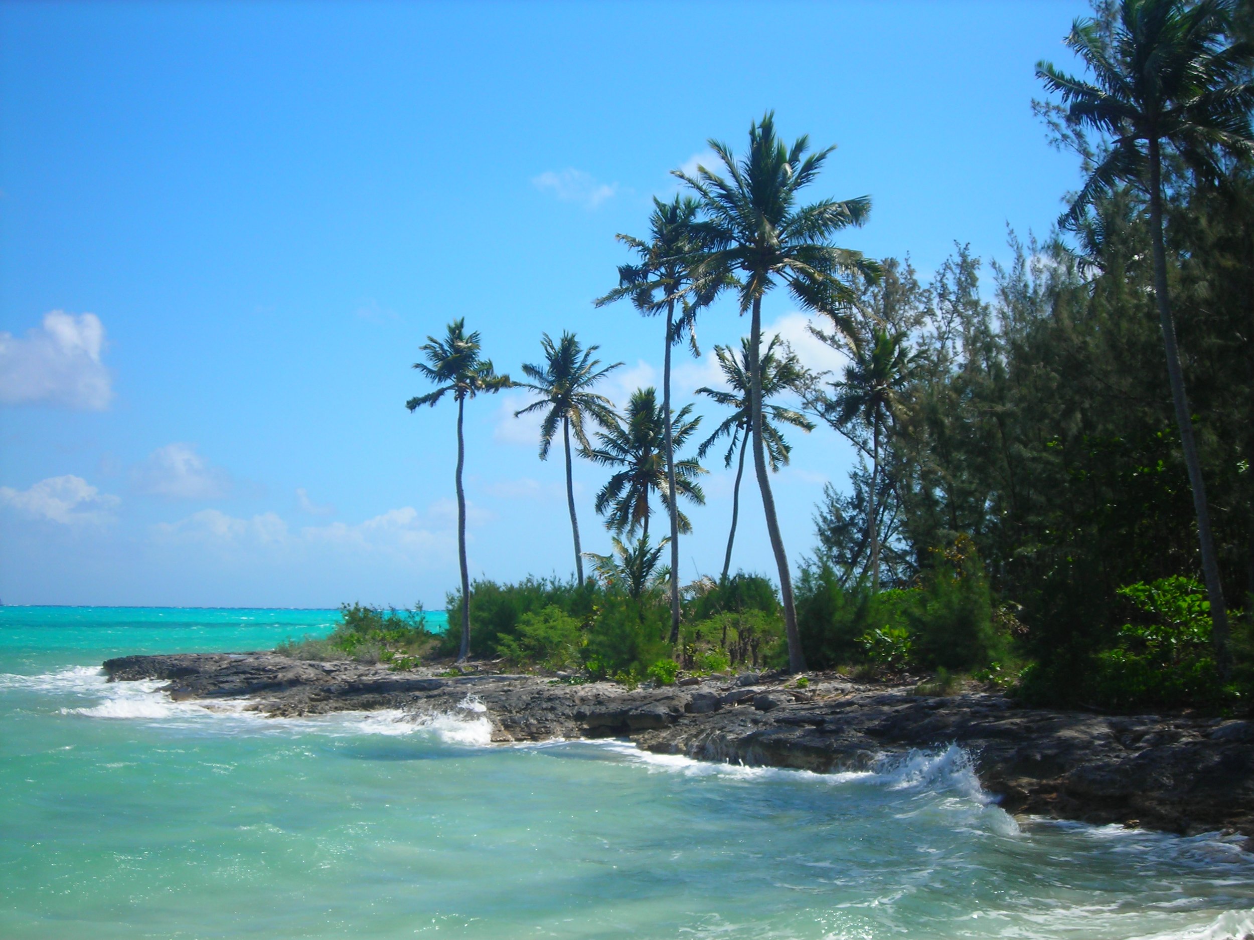 Palm trees on a rocky part of the coast near Fresh Creek in Andros Bahamas