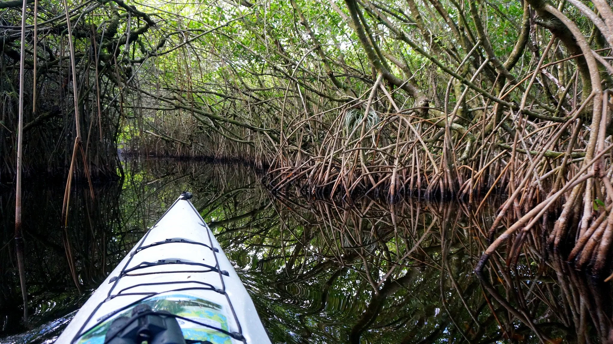 The front of a white kayak making its way through mangrove trees