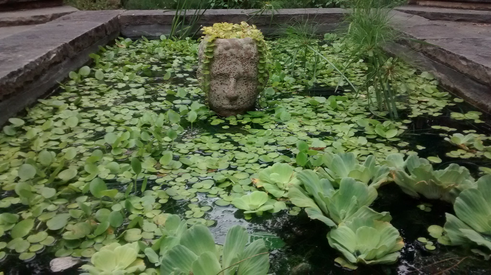 Stone head sculpture in a pond of water lilies at the Denver Botanic Gardens