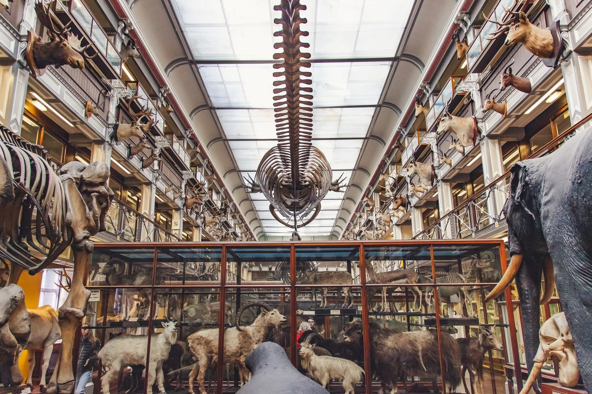 Atrium with multiple stories of taxidermied animals at the Museum of Ireland Natural History
