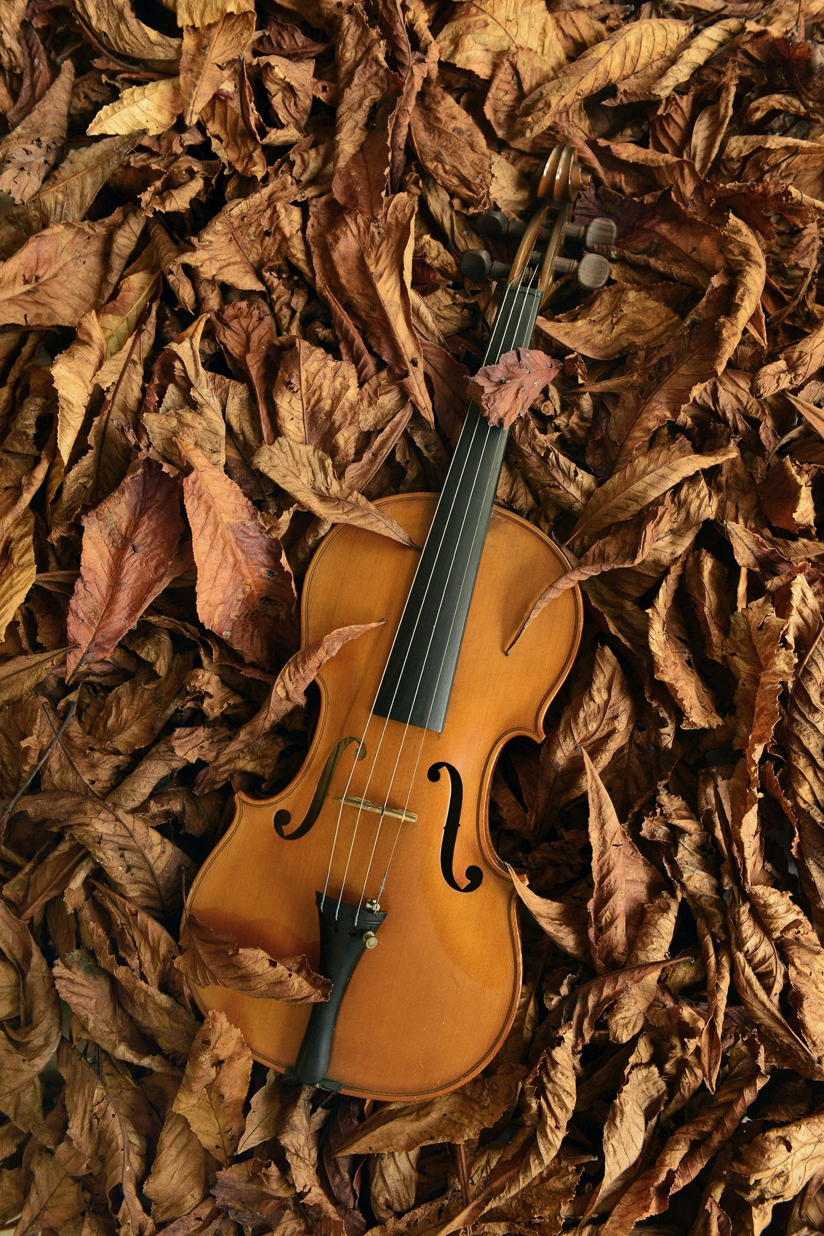 Violin teachers in Ventura County