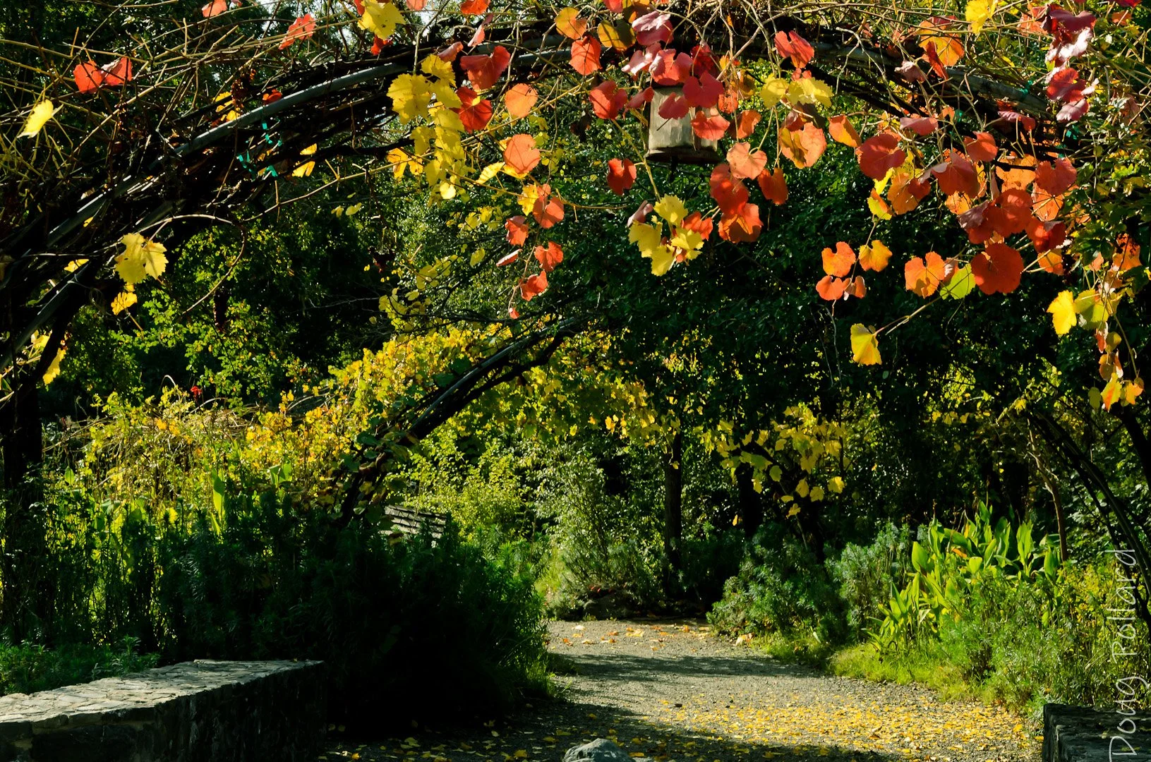 fall in the garden.jpeg