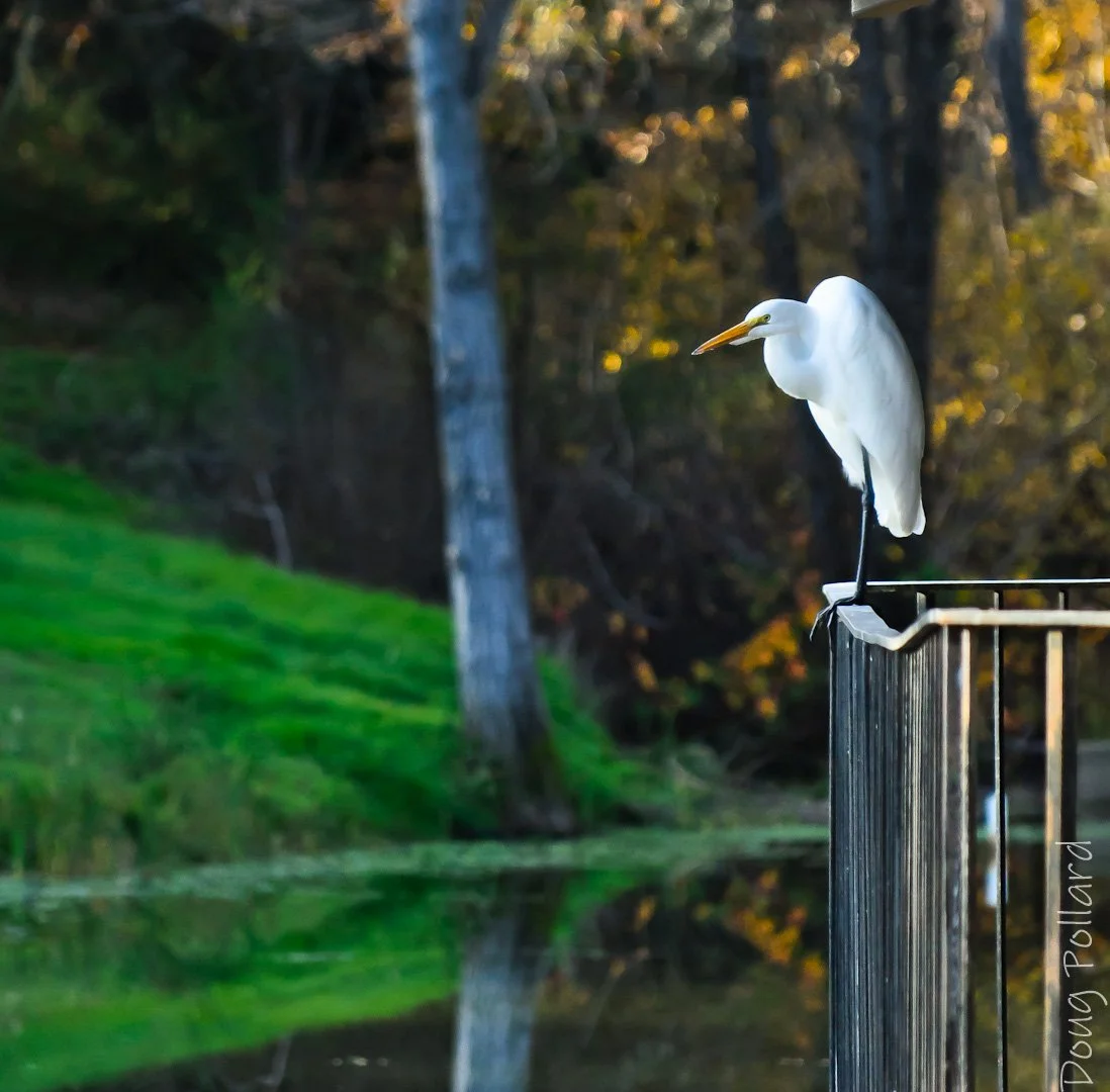 bird.jpeg