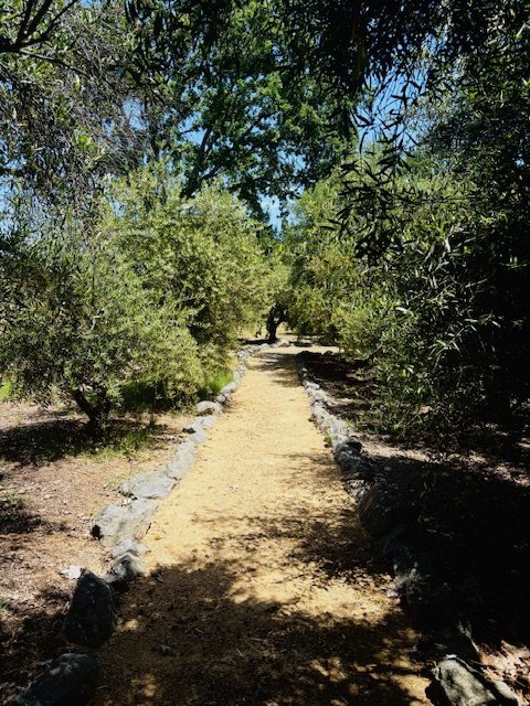 OliveGroveWalkWay.jpg