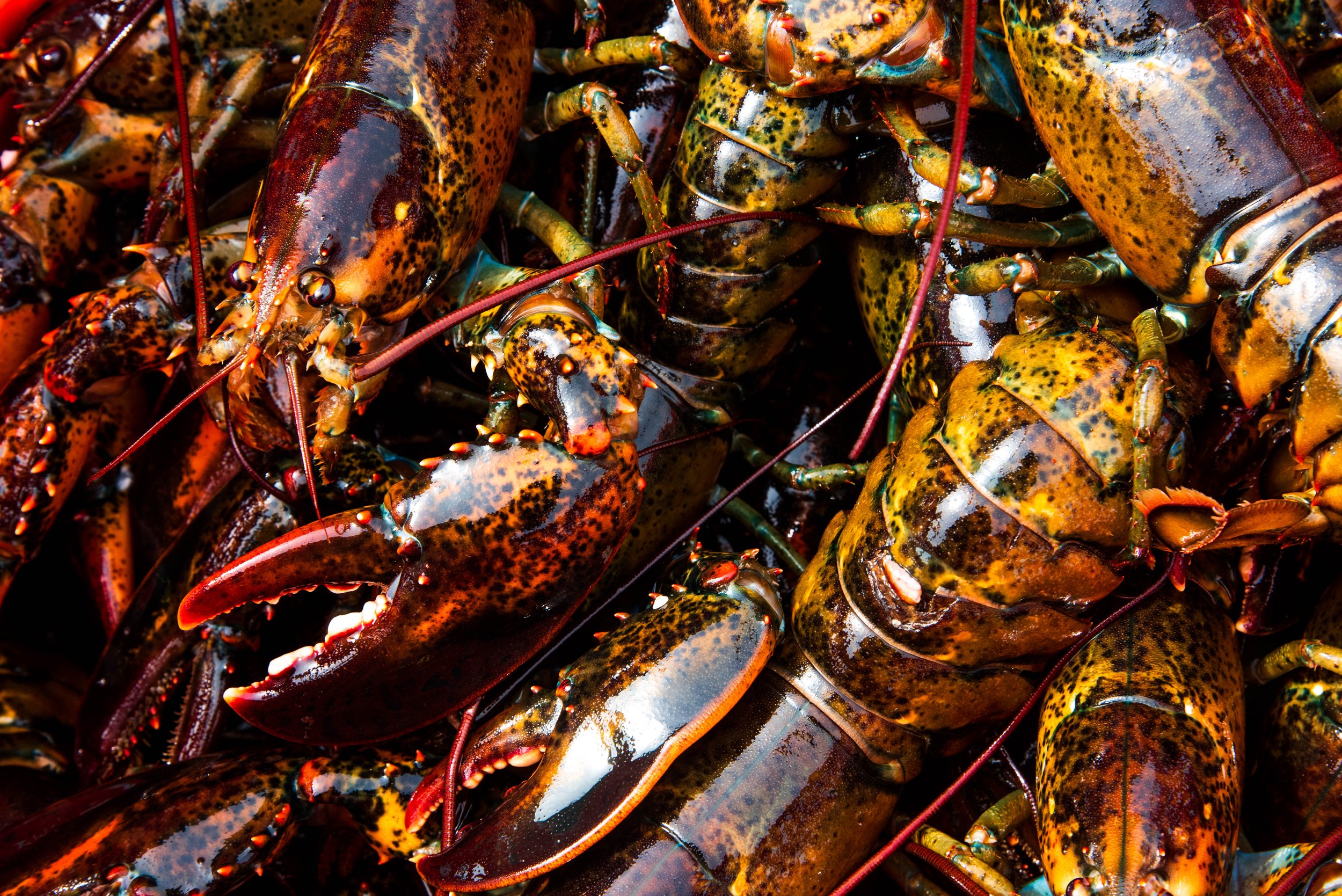 Sea Grant announces $2 million in support of 2020 American Lobster Initiative projects