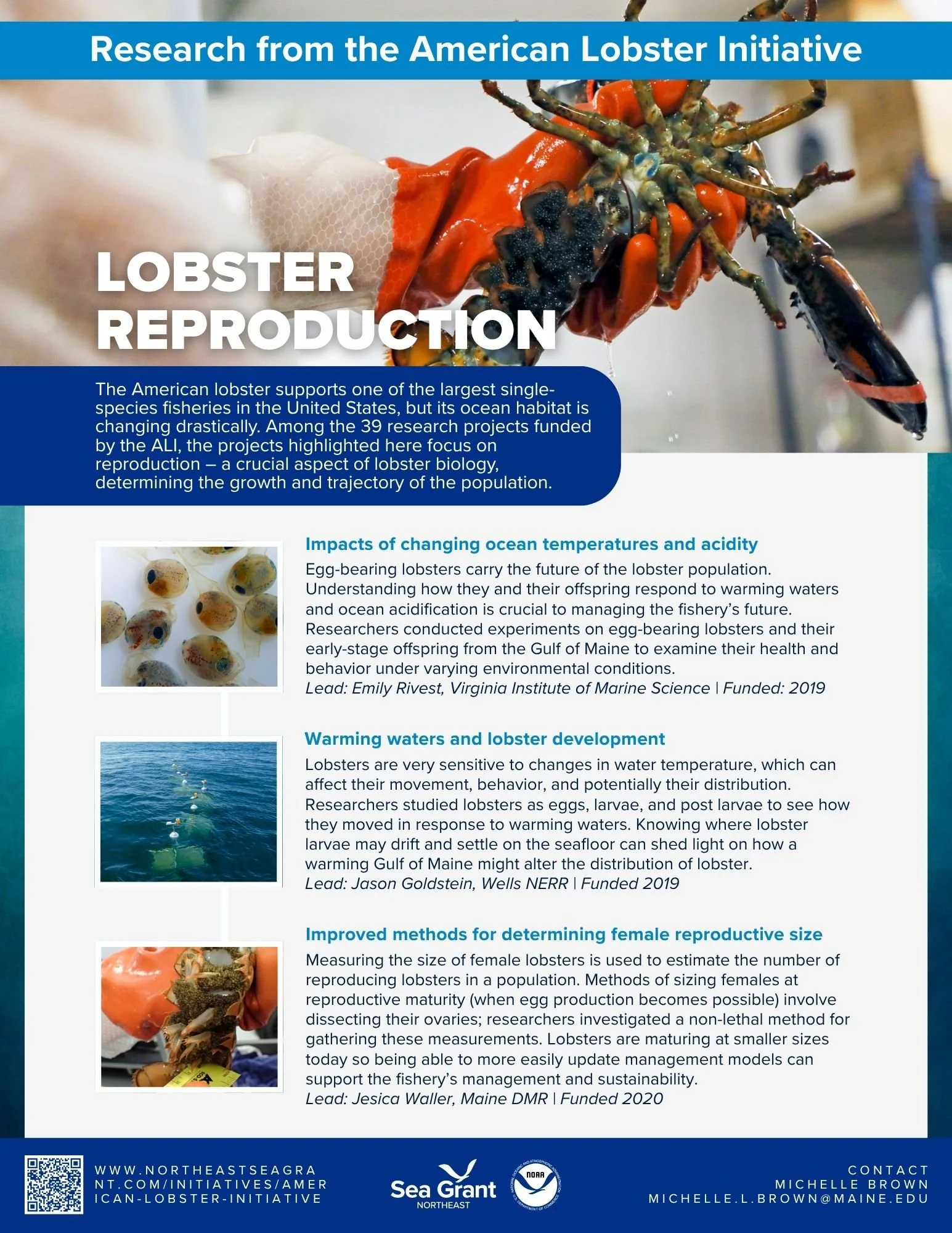 Lobster Reproduction