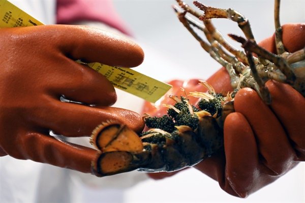 Sea Grant announces $2 million in support of 2021 American Lobster Initiative efforts