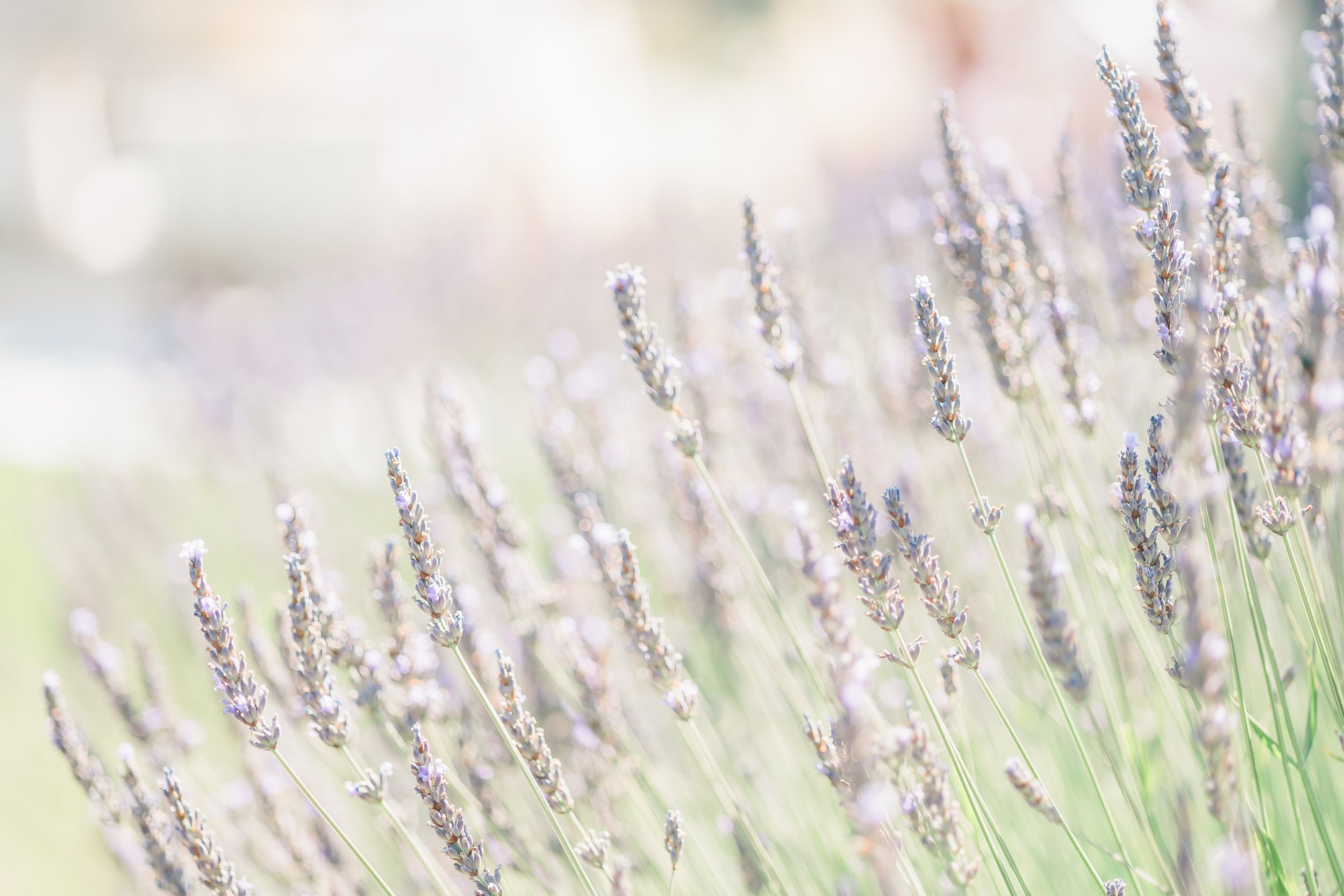 Clémentine & Pierre-260-nano.jpg