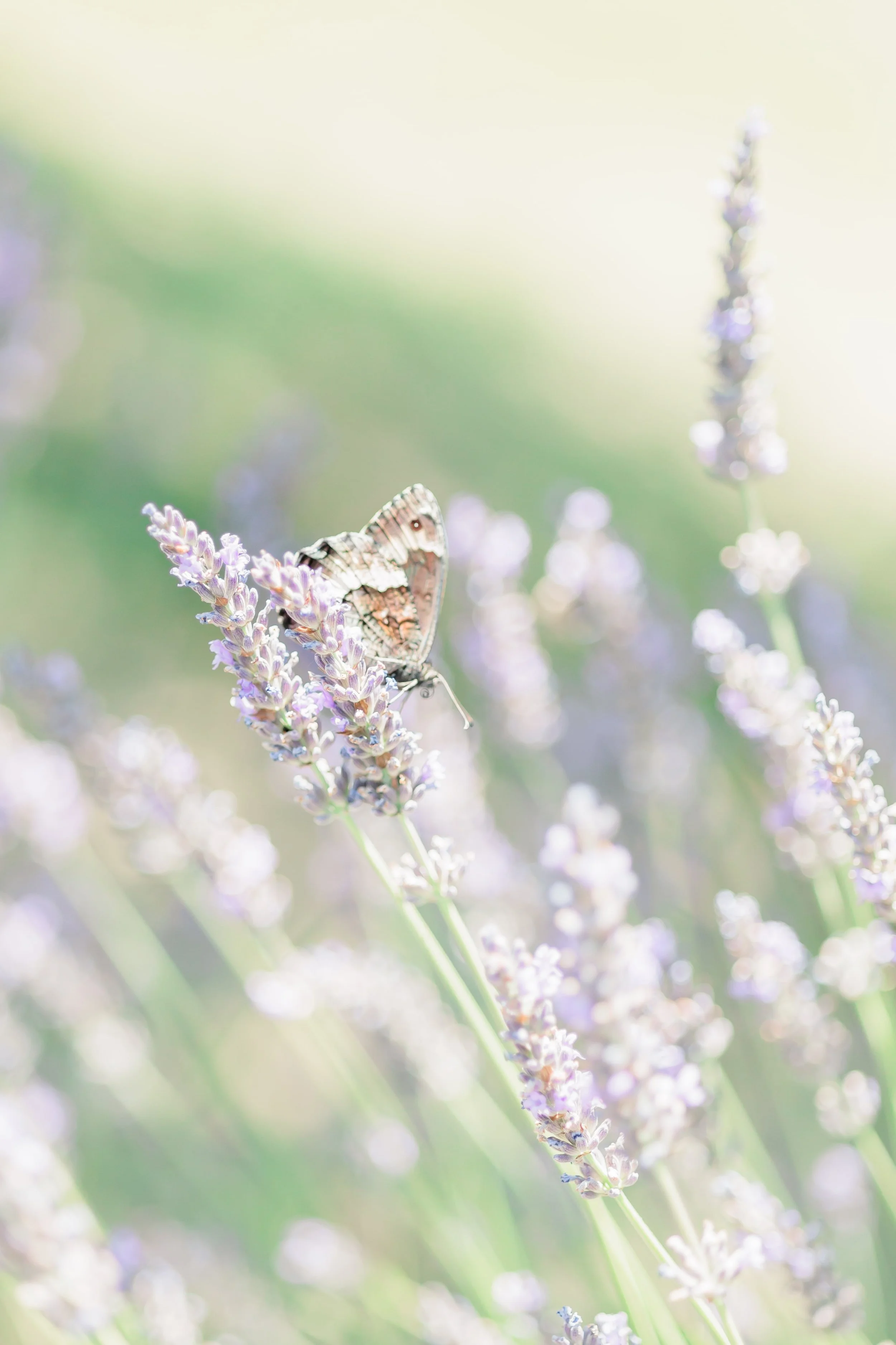 Clémentine & Pierre-22-nano.jpg