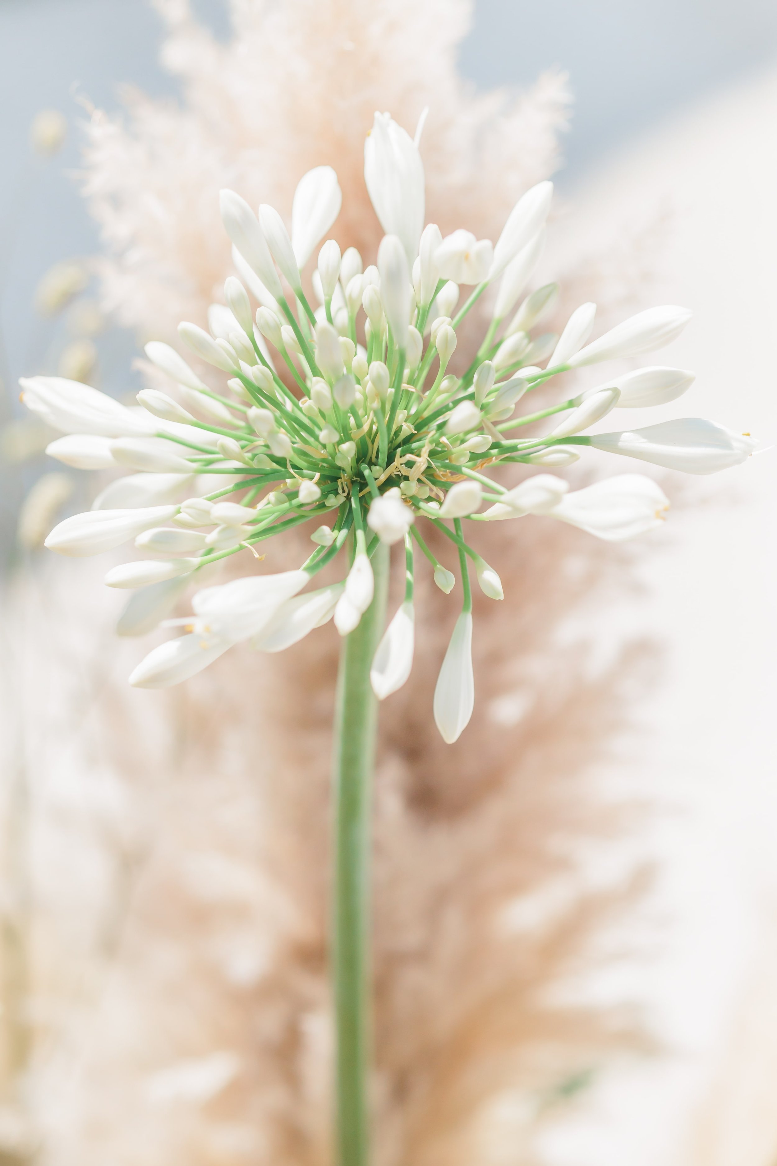 Clémentine & Pierre-132-nano.jpg