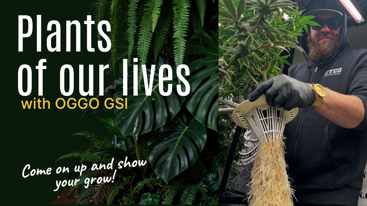 Aug 10 pm Plants of our lives.png