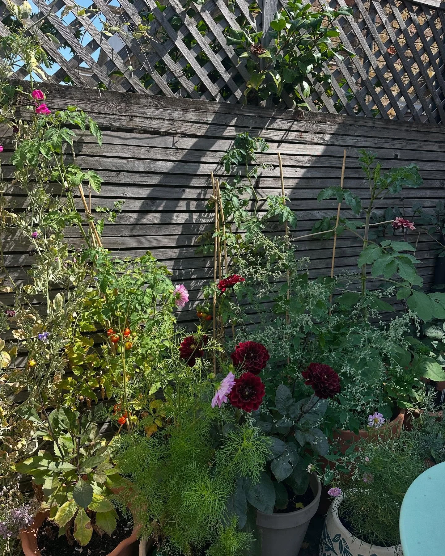 In one of her gardening advice columns, Vita Sackville-West wrote that a &ldquo;small garden&rdquo; was anything from &ldquo;half an acre to two acres&rdquo;. I wonder what she would make of our north-facing patio which is smaller than the average Lo