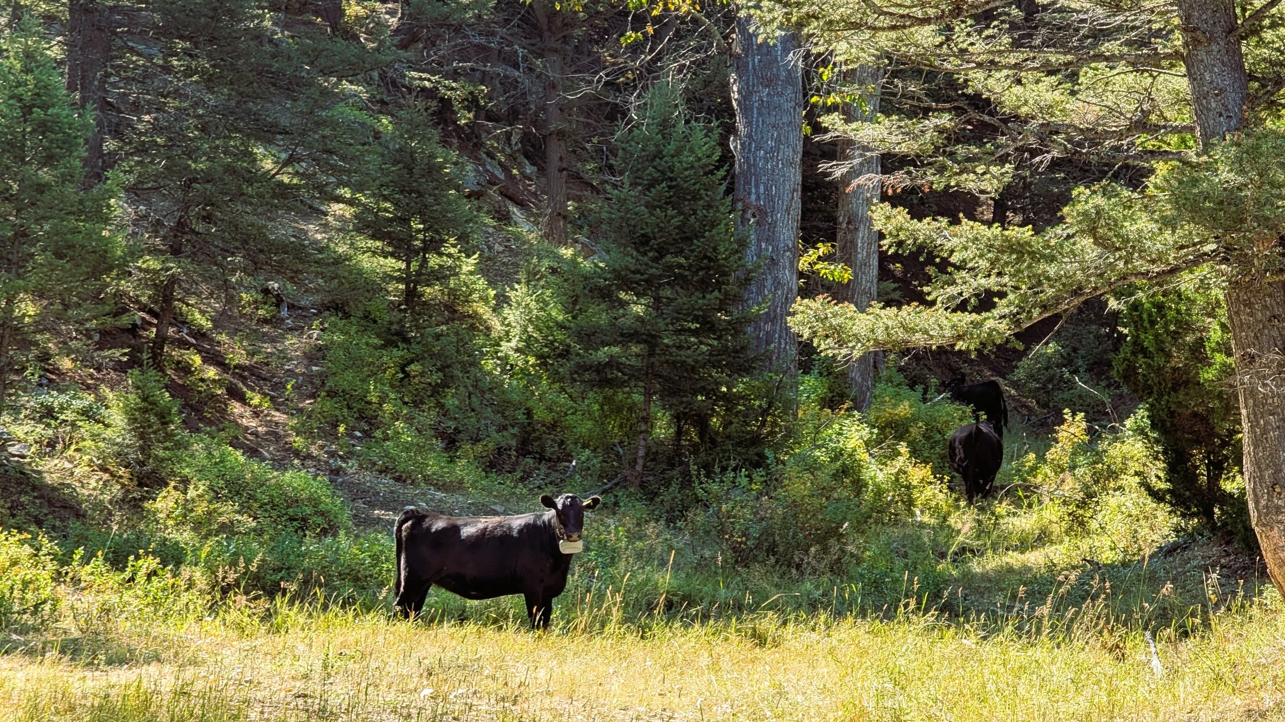 February 2026, Bred Heifers
