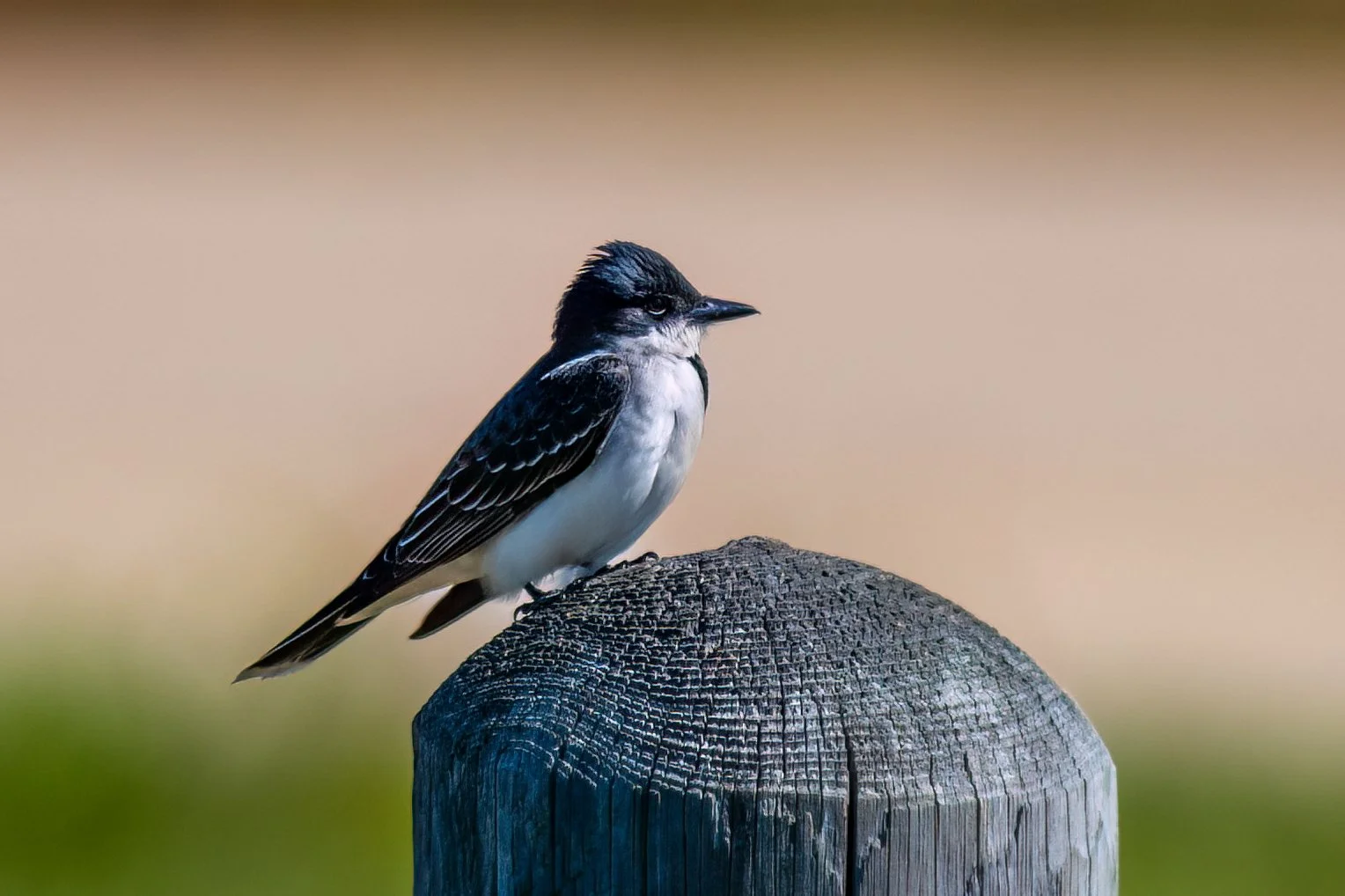 DSC_0417-Edit.jpg
