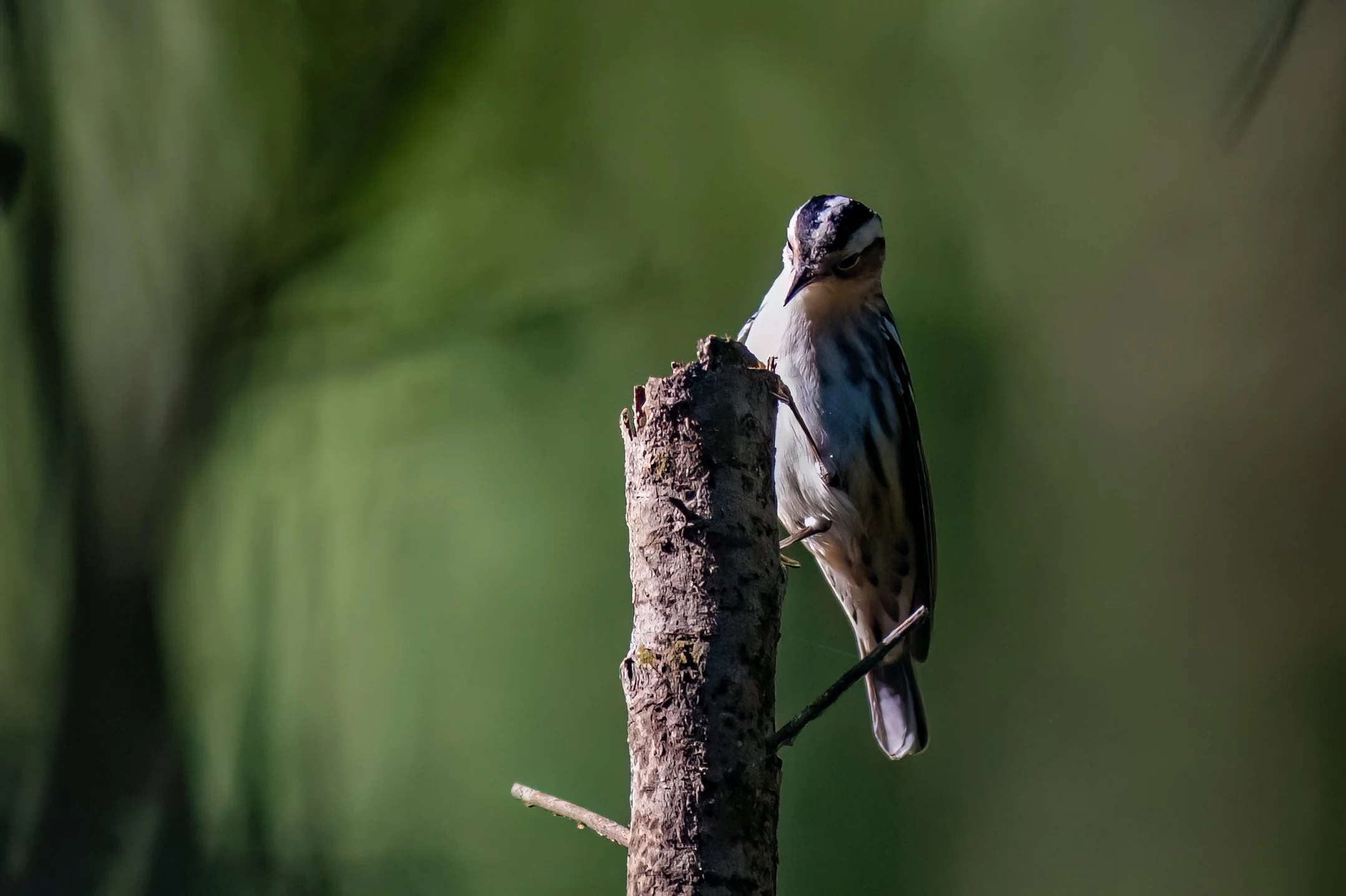 DSC_0333-Edit.jpg