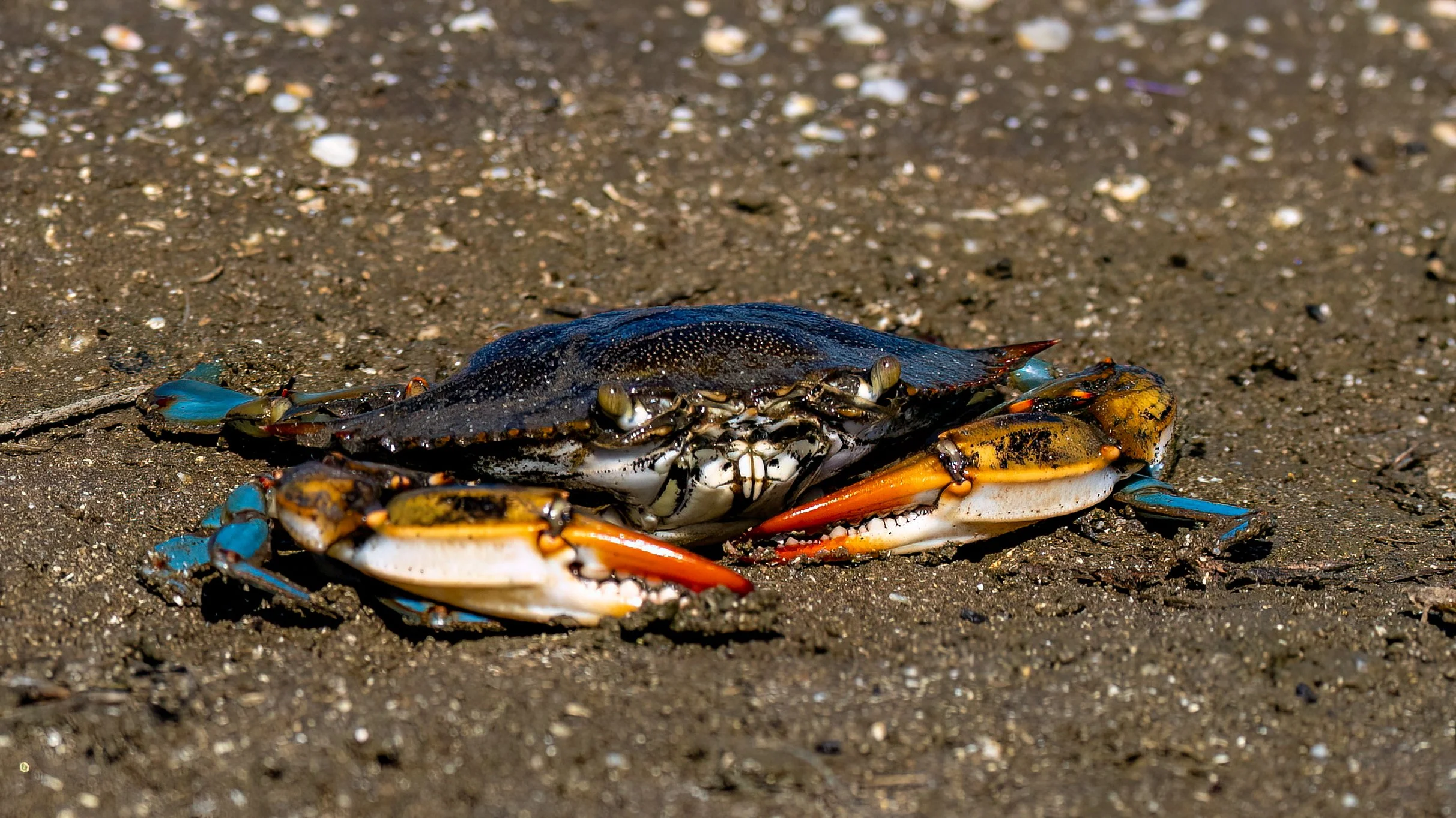 DSC_0439-Edit.jpg