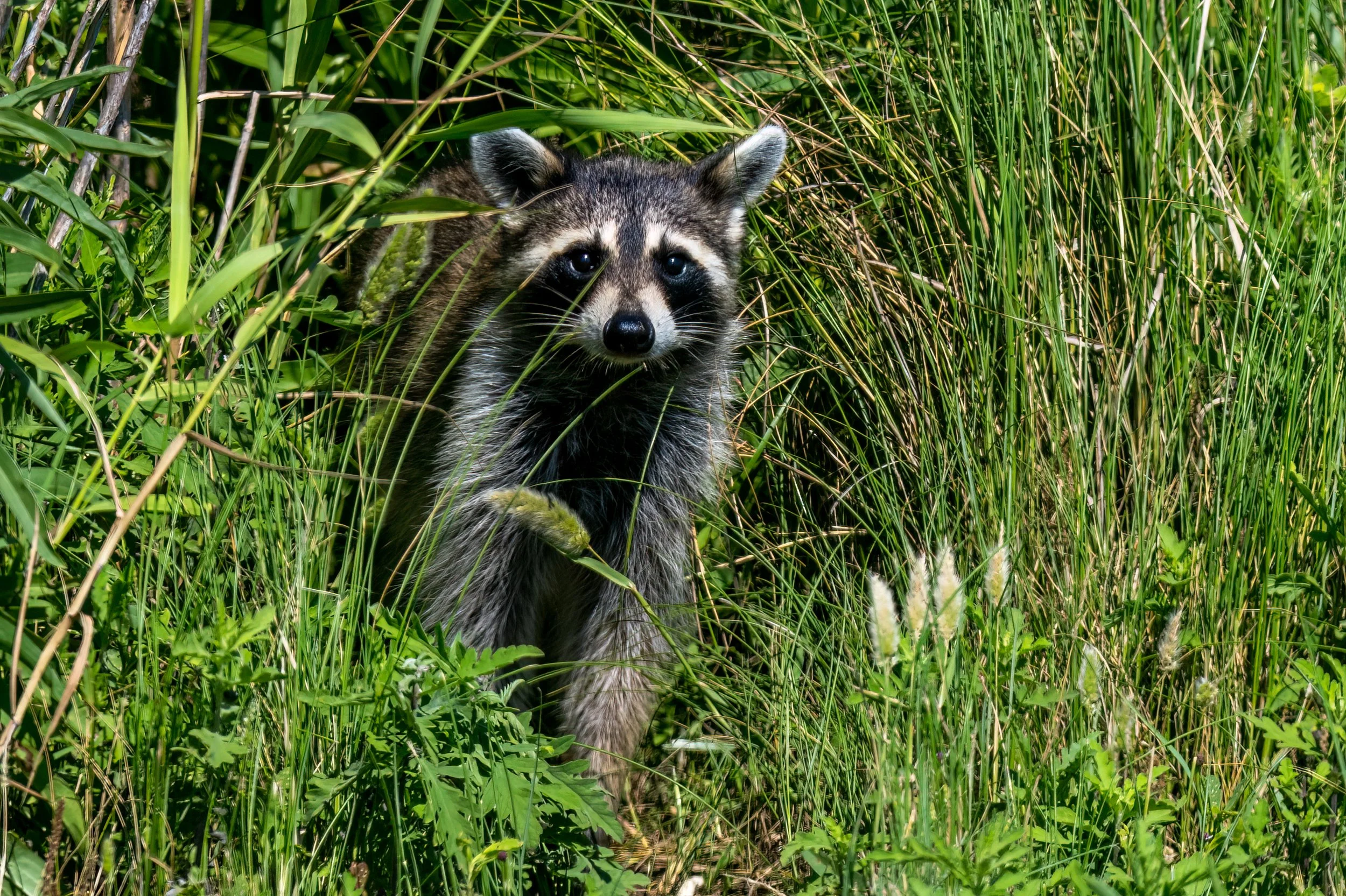 DSC_0458-Edit.jpg