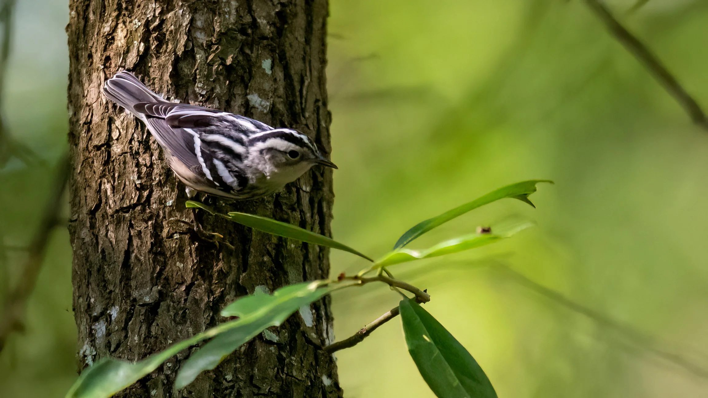 DSC_0336-Edit.jpg