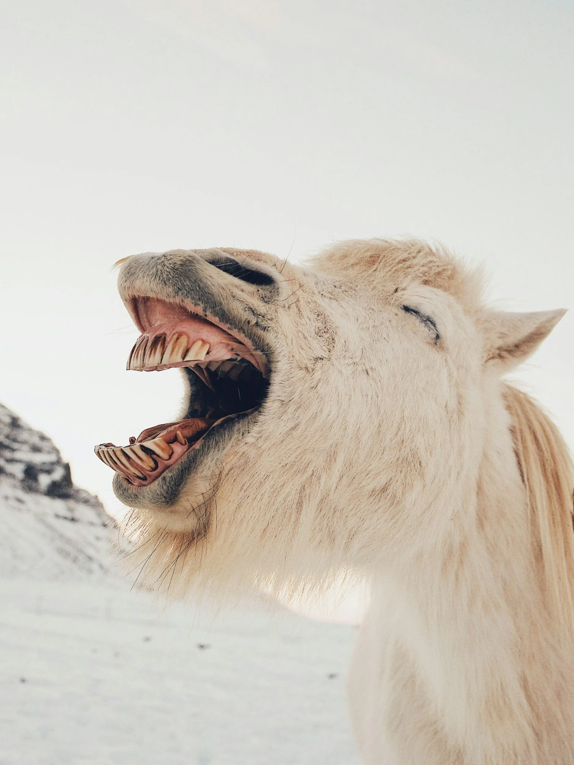 Horse appearing to laugh, symbolizing the mood-boosting benefits of laughter and joy.