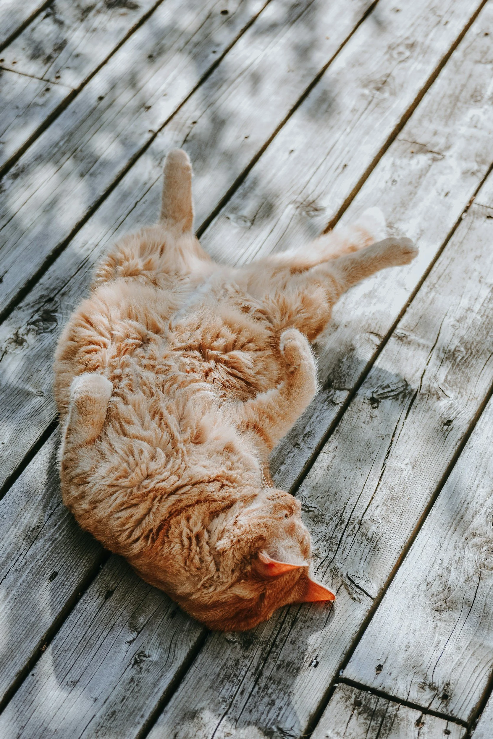 Relaxed orange cat lying on a wooden deck, symbolizing intentional rest, recovery, and sustainable productivity.
