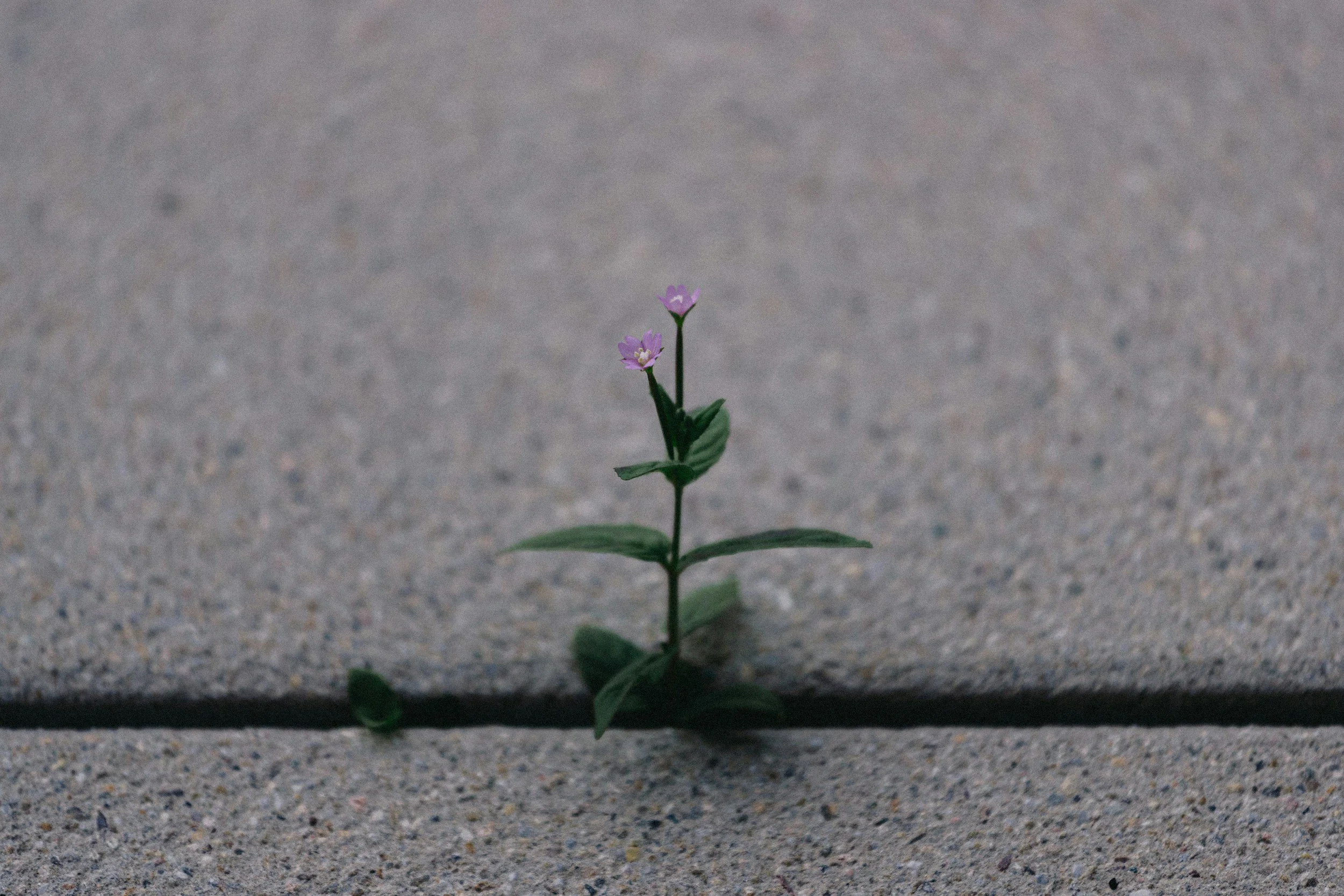 Small flower growing through concrete, symbolizing resilience, intentional living, and meaningful personal growth.