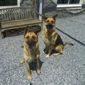 Silverado and Sierra together at York SPCA