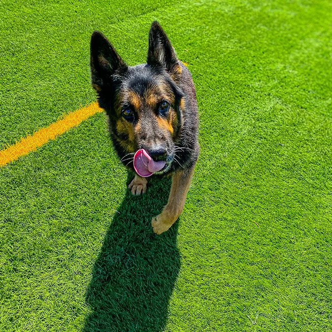 NO DOG LEFT BEHIND - PART 1