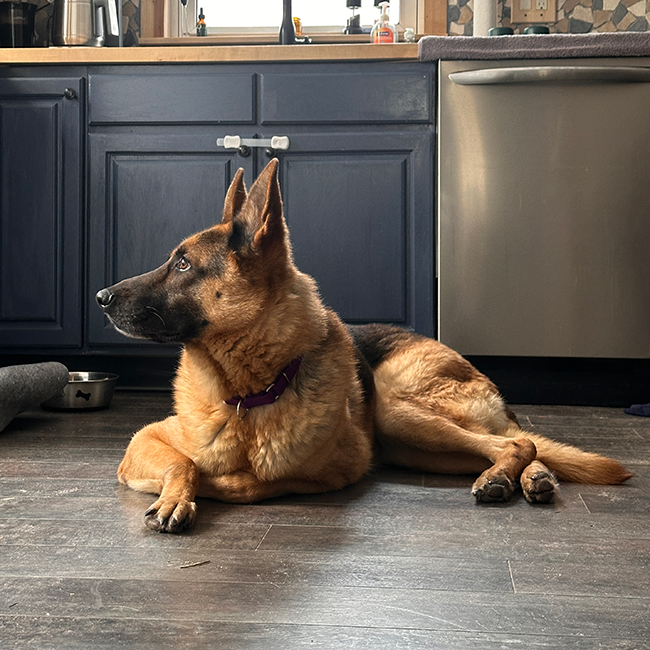 HOME FOR THE HOLIDAYS