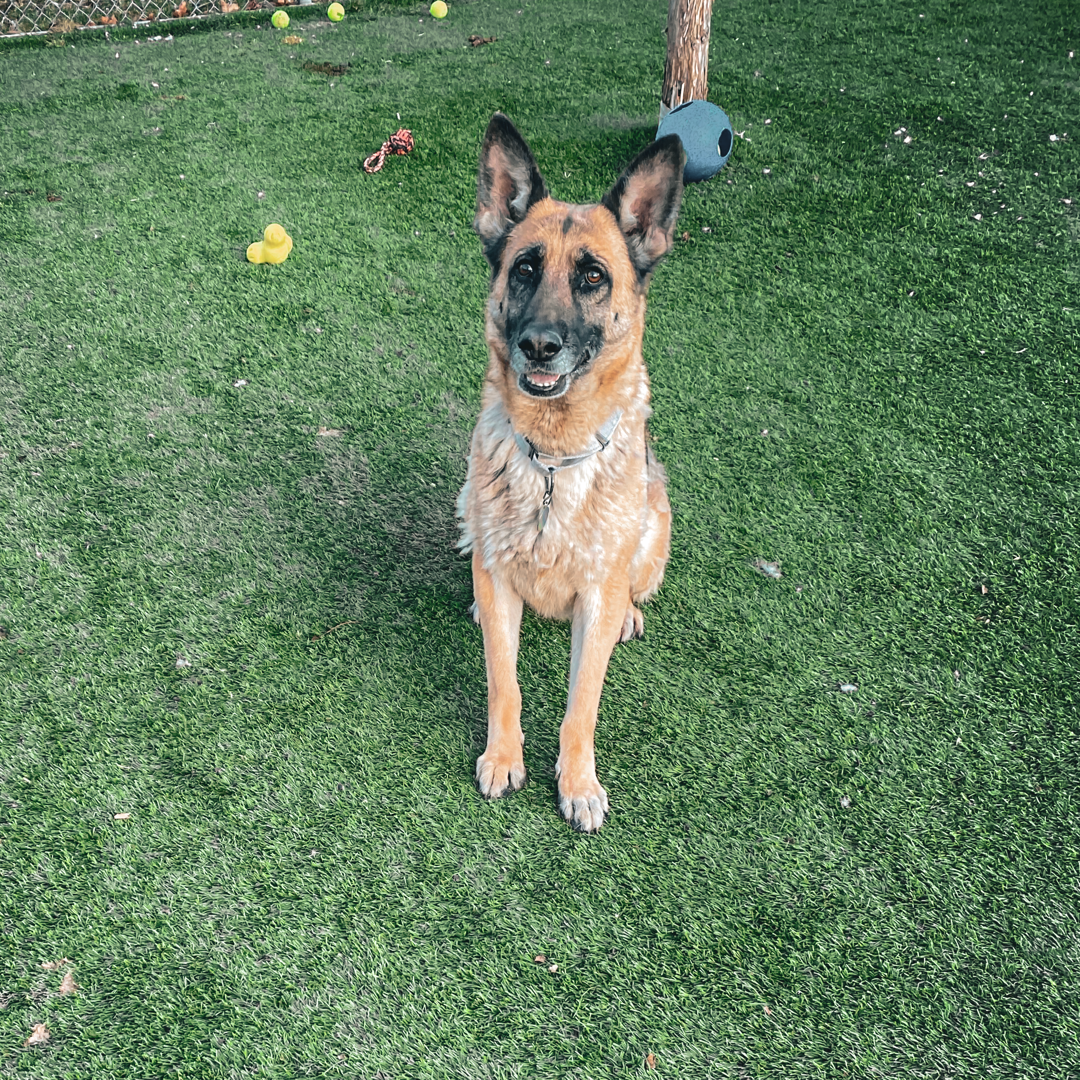 Flora Nice Sit EA Yard.png