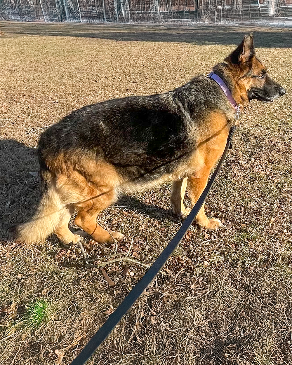 Profile with Leash.png