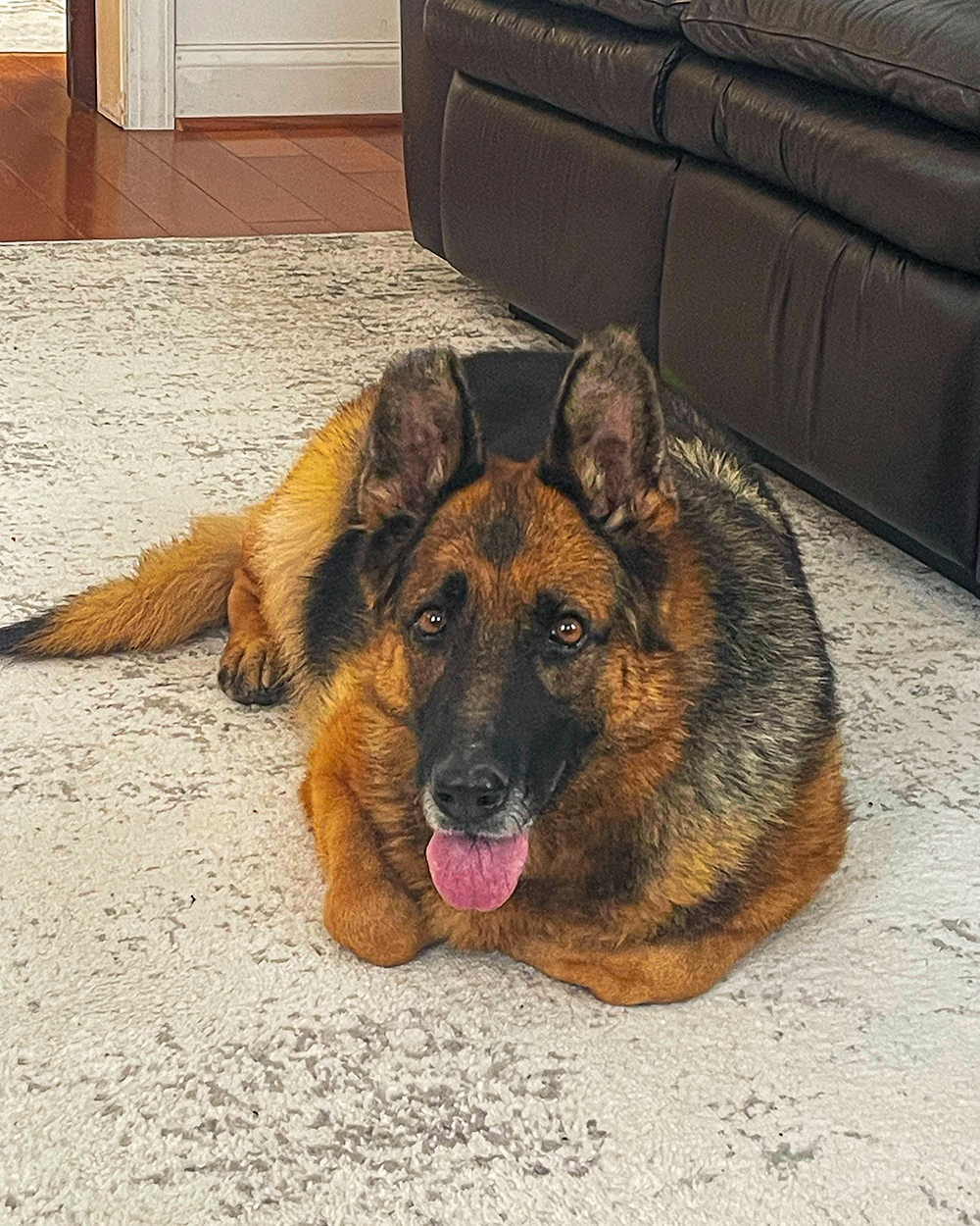 Sadie Down Near Couch.png