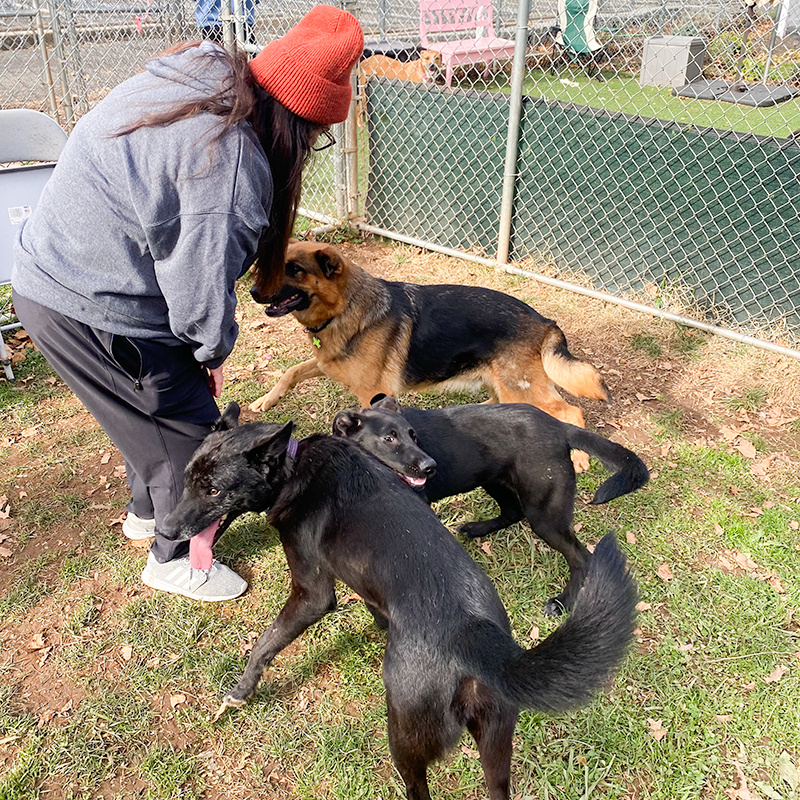 Jewel Jett Princess.png