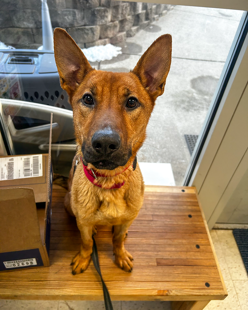 Sitting Look Sharp RBARI.png