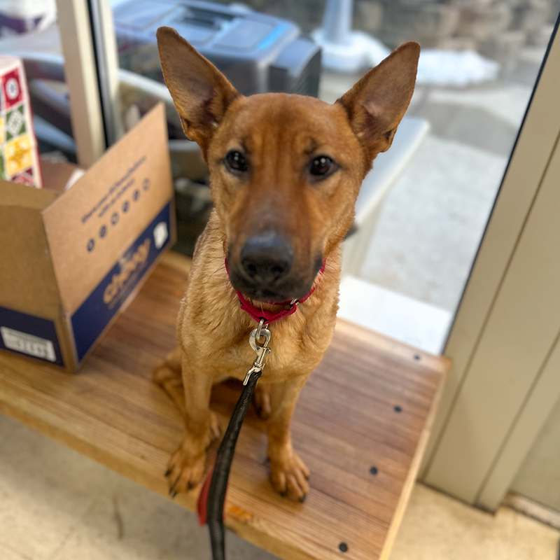 Sitting Fuzzy RBARI.png