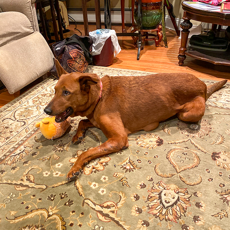 Nyla Living Room with HedgeHog.png