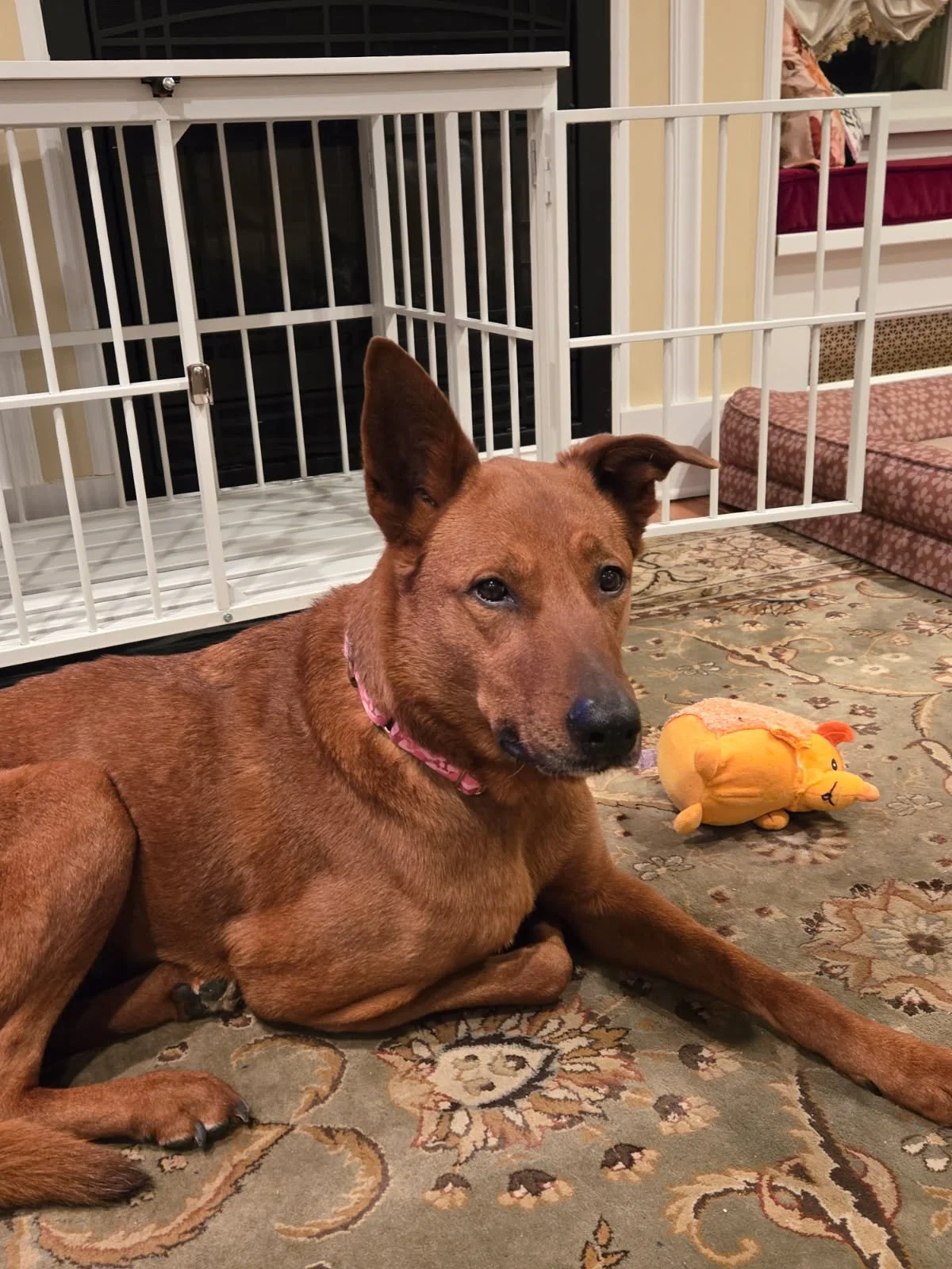Nyla laying near Crate.jpg