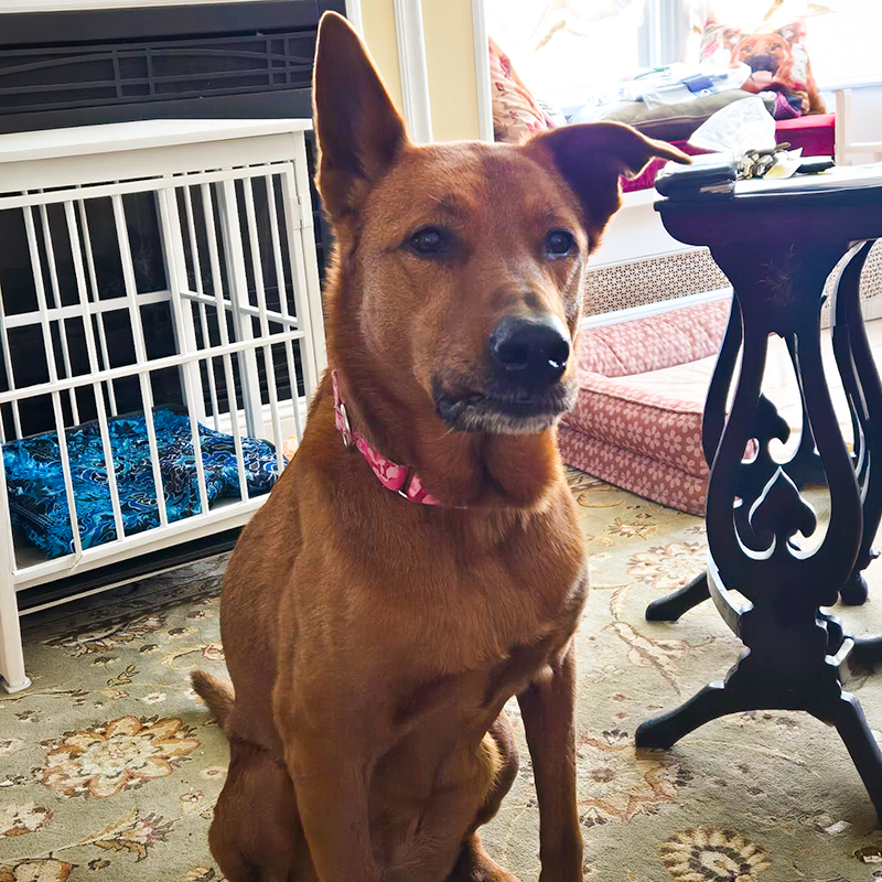 Nyla Sit Floppy Ear2.jpg.png