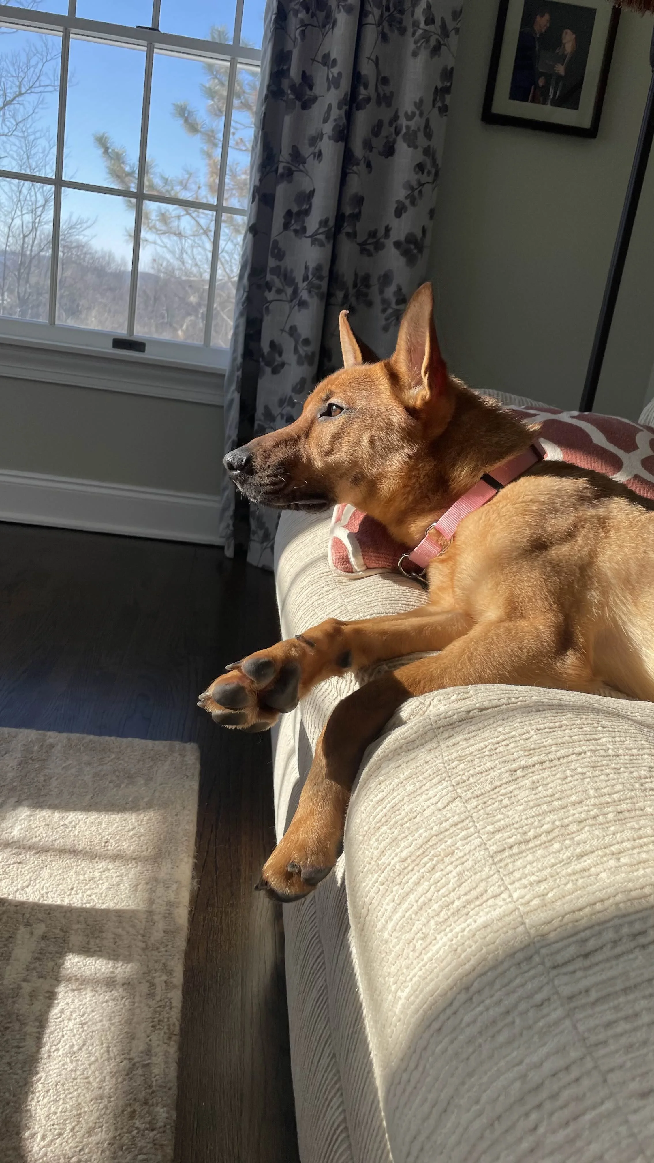 Bonnie couch sunlight GOOD.jpg