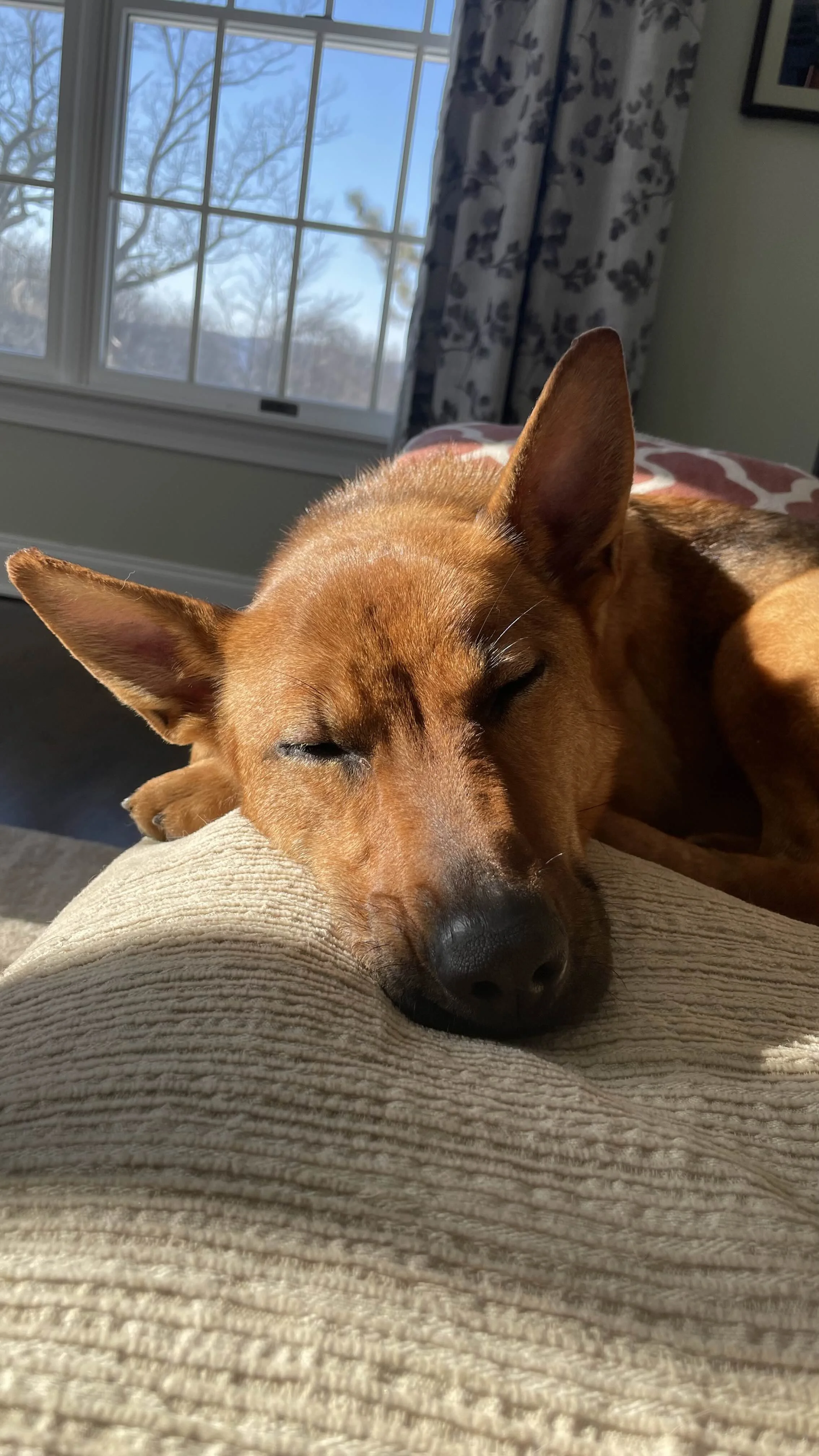 Bonnie sleeping couch .jpg