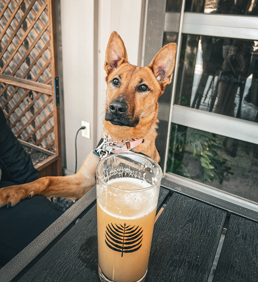 Bonnie Beer Smaller.png