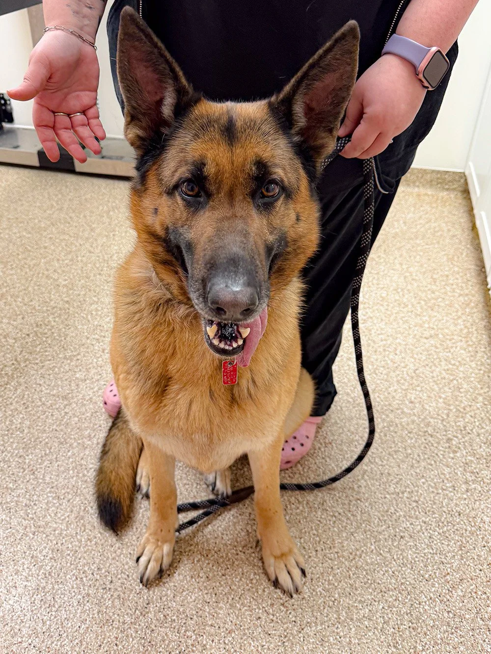 Terra Sitting At Vet.jpg