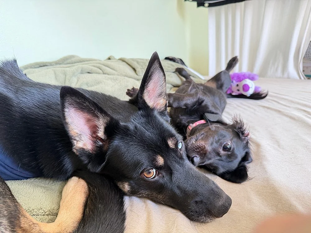 Kadia and Dachsund.jpg