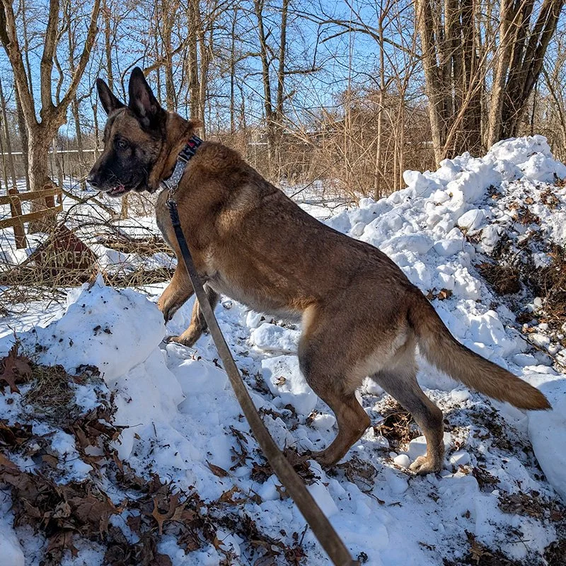 Maria in Snow and Leaf Pile Square.jpg